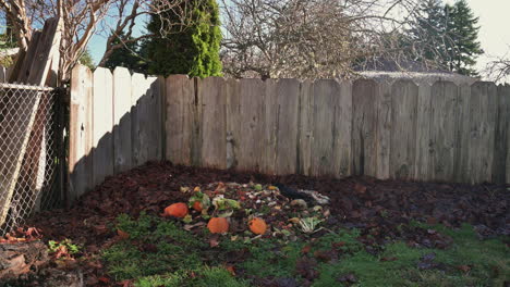 compost pile with crow picking food at the backyard - wide shot