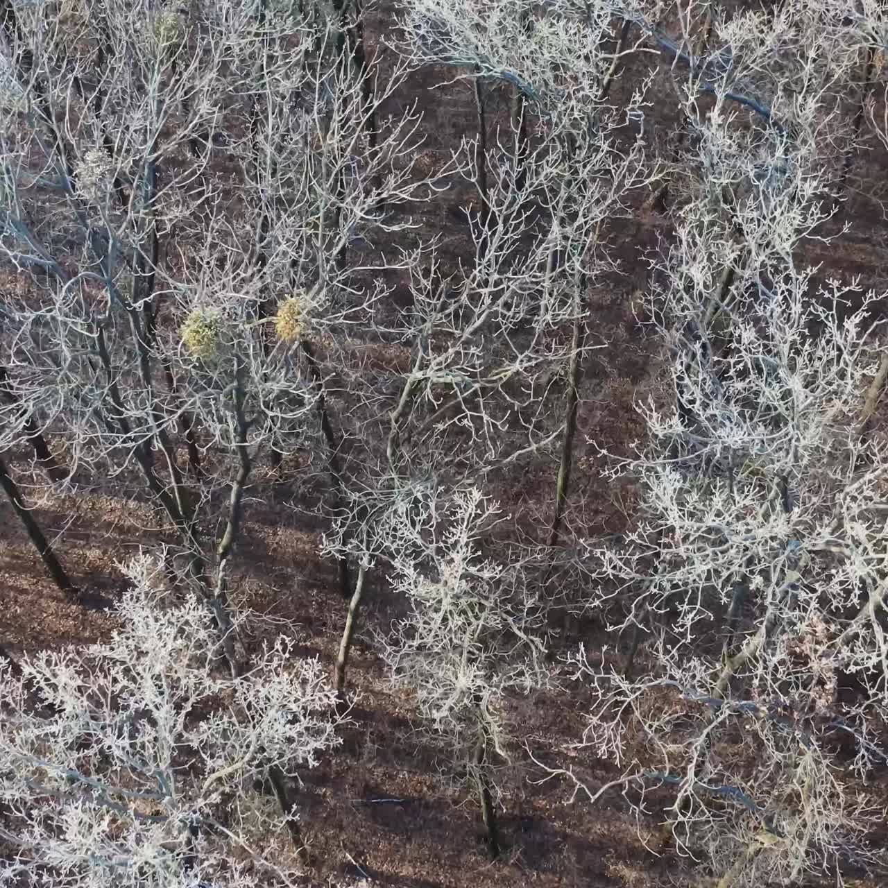 Winter season aerial top down view