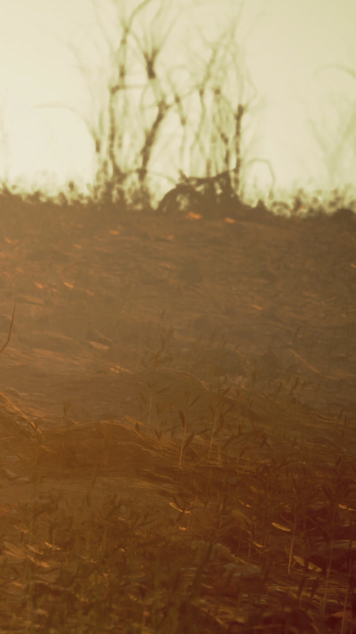 Sunrise over the fields with light shining through the grass