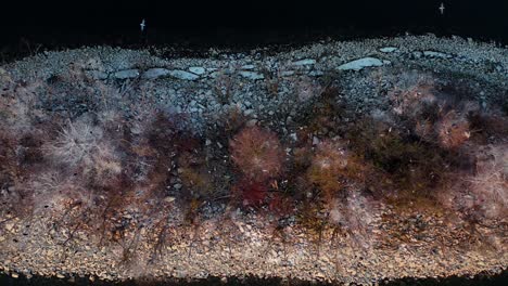 Birds-Flying-Above-Dry-Trees-On-Rocky-Island-In-Lake-Czorsztynskie,-Southern-Poland