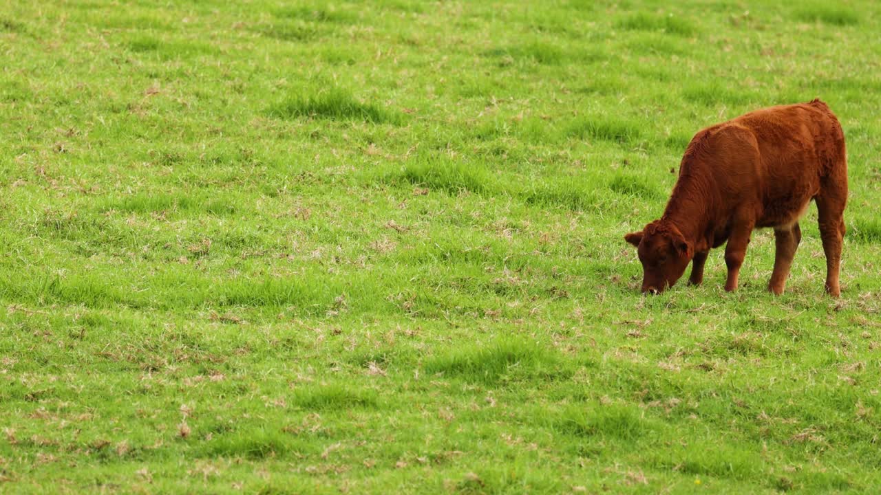 Mucca che pascola pacificamente su erba verde lussureggiante