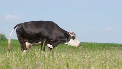 a large black cow grazes on a green meadow in the countryside farm animal husbandry a large black cow grazes on a green meadow in the countryside farm animal husbandry