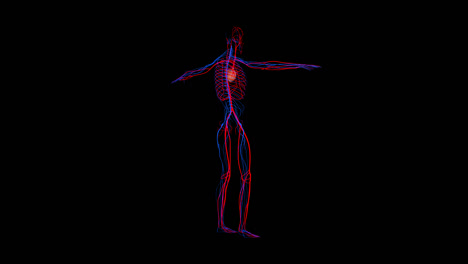 circulatory system with alpha channel