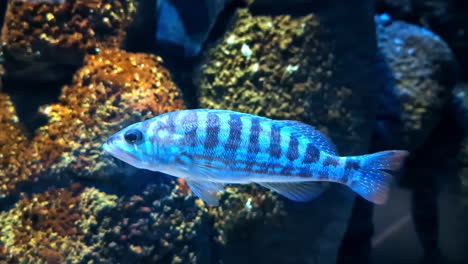 colorful fish swims near rocky coral in a clear blue aquarium tank with bright lighting