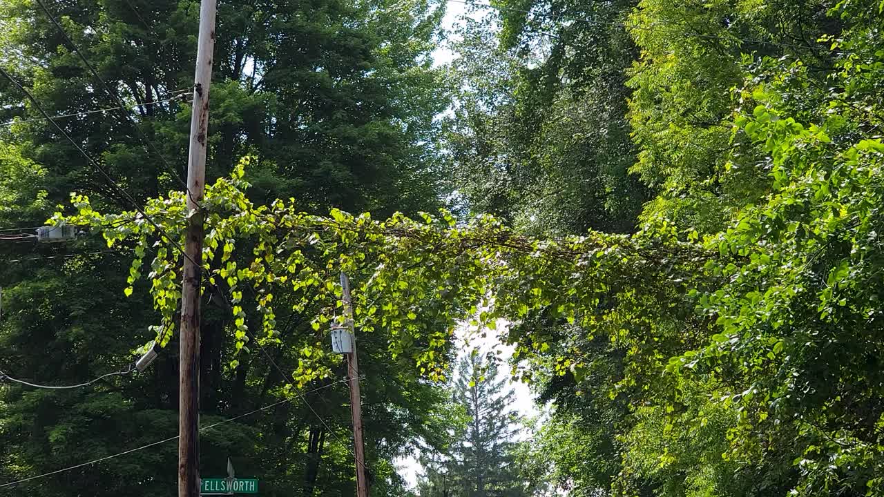 Camera movement in a tree pan in a small town