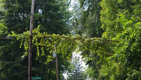 camera movement in a tree pan in a small town