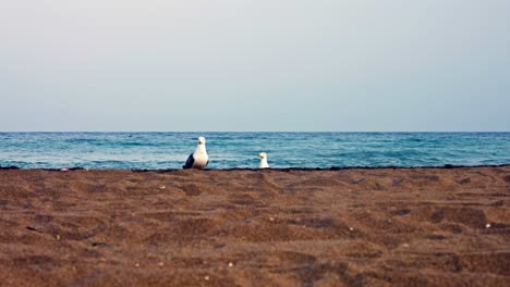 Un-Par-De-Gaviotas-De-Lomo-Negro-Menor-En-La-Playa