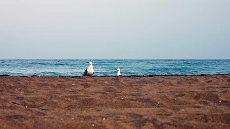 un par de gaviotas de lomo negro menores en la playa