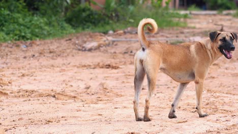 Ein-Streunender-Hund-Entscheidet,-Ob-Er-Bleiben-Oder-Gehen-Soll