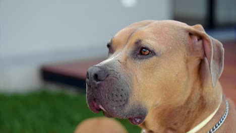 dog sniffing and looking around shot at 100fps 4k