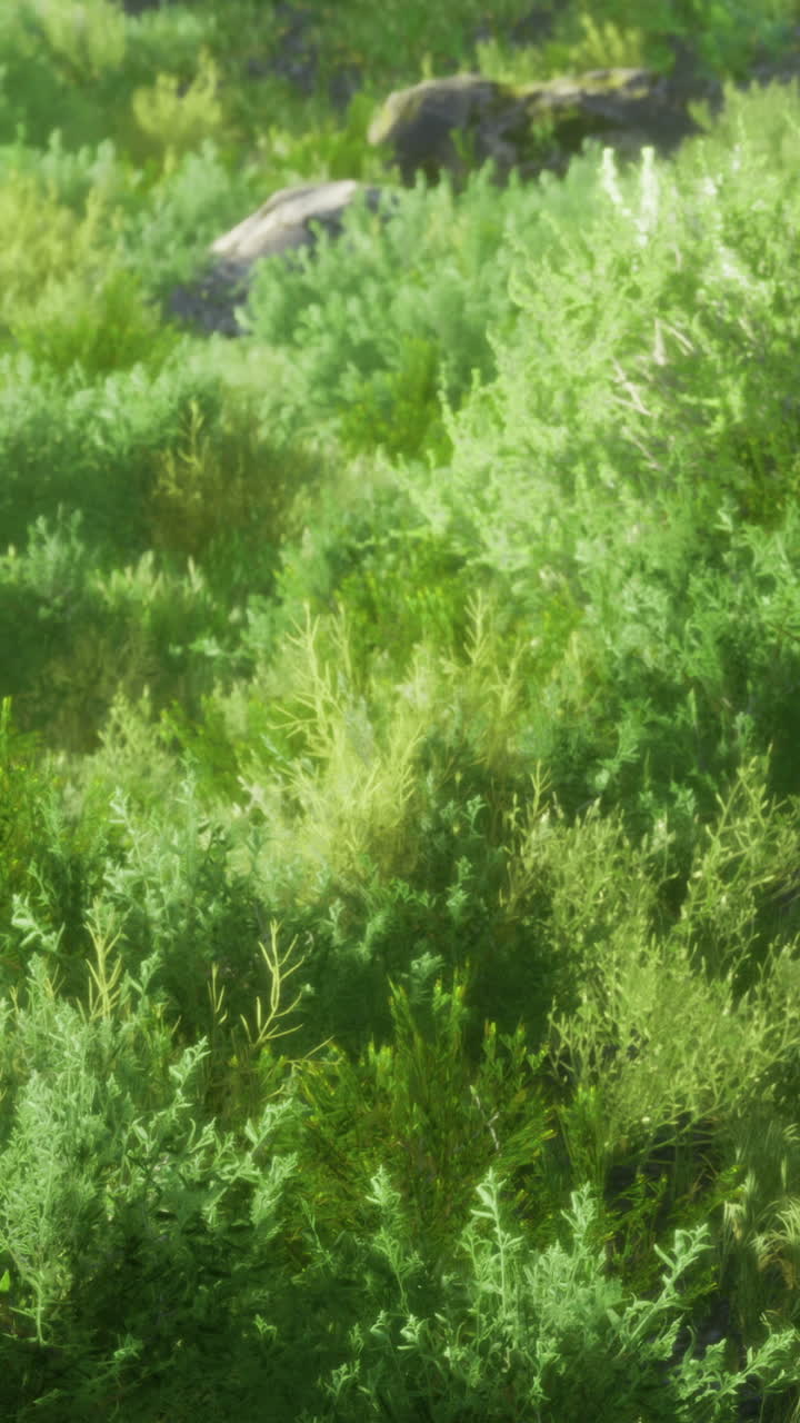 Lush green foliage sprawls over rocky terrain in a serene landscape