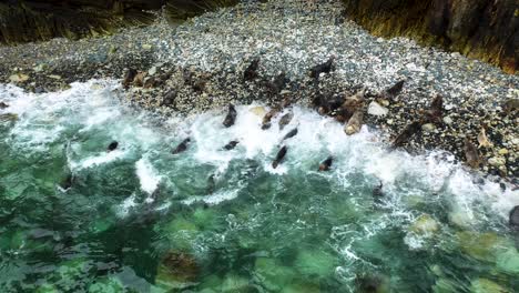 pod of irish grey seals on rocky shore of horn head, donegal, ireland - aerial