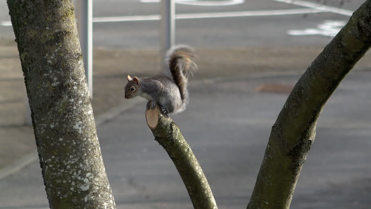una ardilla gris se sienta en el extremo de la rama de un árbol y mueve la cola repetidamente, dando una señal de advertencia a otras ardillas y posibles depredadores
