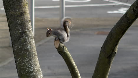 a grey squirrel sits on the end of a tree branch and repeatedly flicks its tail, giving a warning signal to other squirrels and possible predators