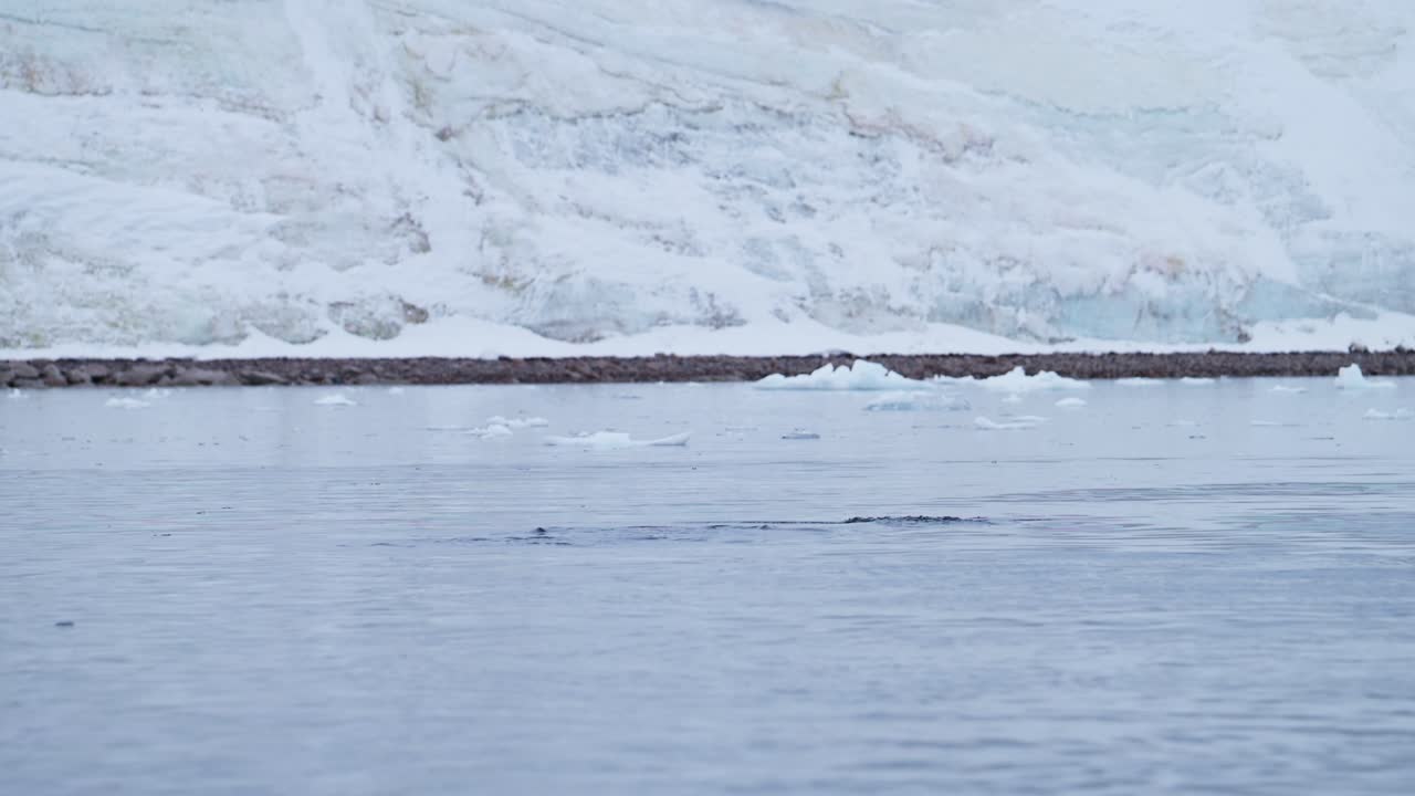 Whale in Arctic Ocean near Glacier