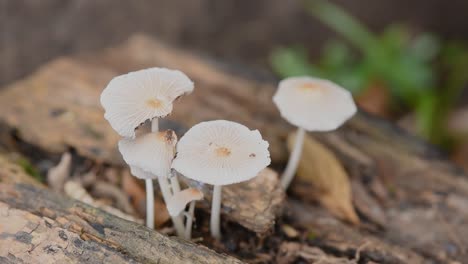 Detalle-De-Setas-Que-Crecen-En-Un-Tronco-Caído,-Hojas-Secas-Arrastradas-Por-El-Viento-De-Otoño