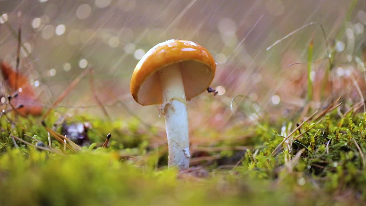 amanita muscaria, hongo agarico volador en un bosque soleado bajo la lluvia.