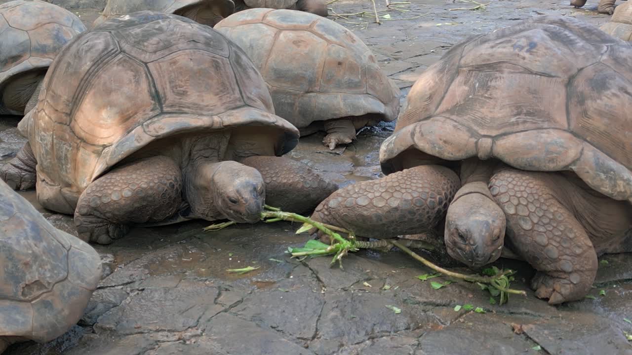 Mauritius - Riviere des Anguilles - Fixed view on Aldabrachelys Gigantea Turtle eating