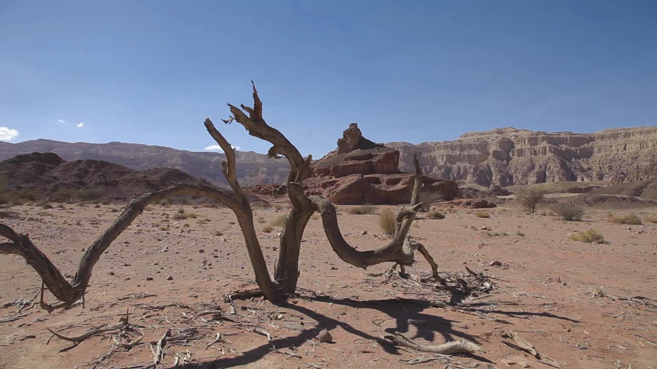 Arid desert, small tree foreground, mountains and valley at the background, Israel desert, blue sky, traveling shot