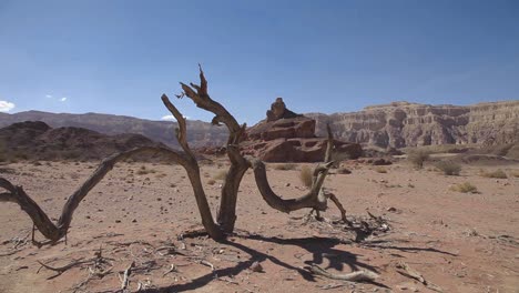 arid desert, small tree foreground, mountains and valley at the background, israel desert, blue sky, traveling shot