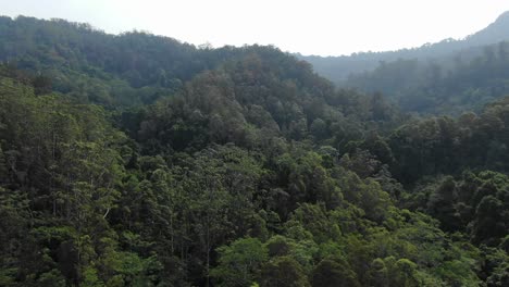 Drone-flying-over-tree-swaying-in-the-wind,-Springbrook-National-Park-in-Currumbin-Valley,-Queensland-in-Australia