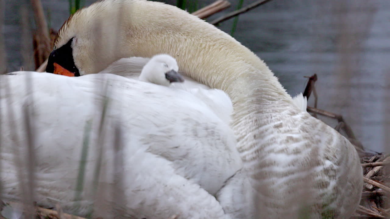 A mother swan gently watching over her fluffy cygnets as they gather around her.