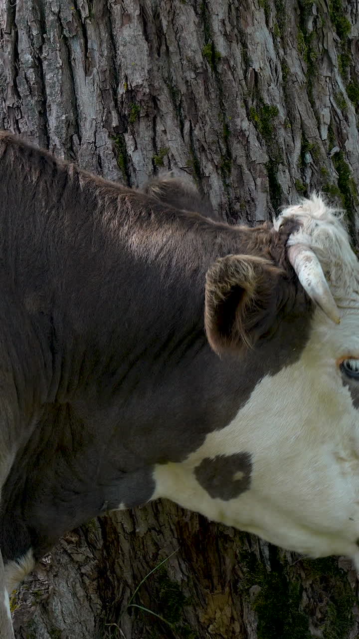 Un primer plano vertical detallado de la cabeza y el ojo de una vaca mientras se encuentra junto a un tronco de árbol texturizado en un entorno rural