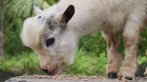 baby white goat eating