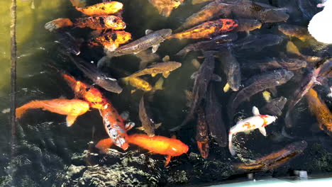 shoal of koi fish in pond