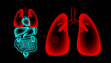 human male organs x-ray set, lung infection concept idea red color illustration isolated glow in the dark background, seamless looping animation 4k with copy space