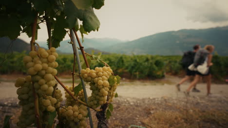 grapes in a vineyard with hikers