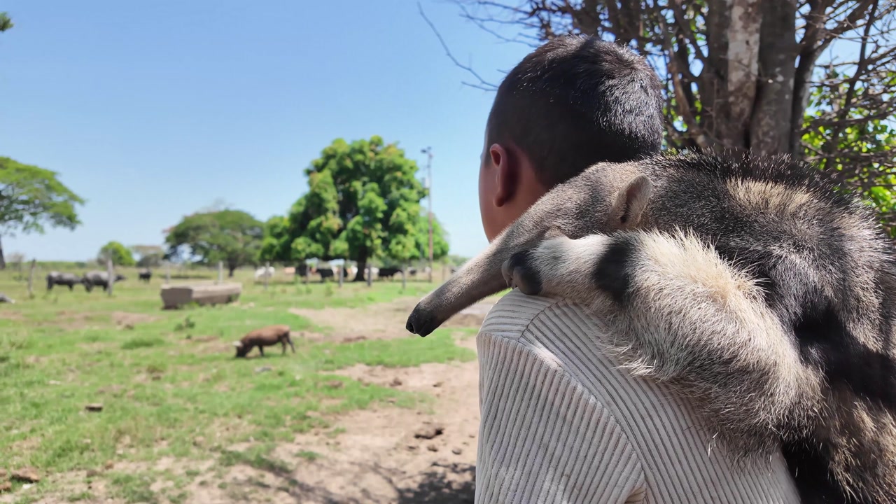 peaceful, candid scene of a child with his companion tamandua, highlighting a unique connection with nature and rural life.