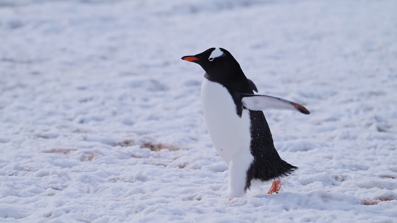 pingüino caminando sobre la nieve en la antártida, pingüinos gentoo en la vida silvestre y animales viaje en la península antártica, hermoso pájaro lindo en el área de conservación en el frío paisaje de invierno