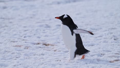 Pingüino-Caminando-Sobre-La-Nieve-En-La-Antártida,-Pingüinos-Papúa-En-Viaje-De-Vida-Silvestre-Y-Animales-En-La-Península-Antártica,-Hermoso-Pájaro-Lindo-En-El-área-De-Conservación-En-Un-Paisaje-Frío-De-Invierno