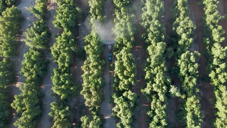 aerial top down dolly out of tractor spraying pesticides on waru waru avocado plantations in a farm field at daytime