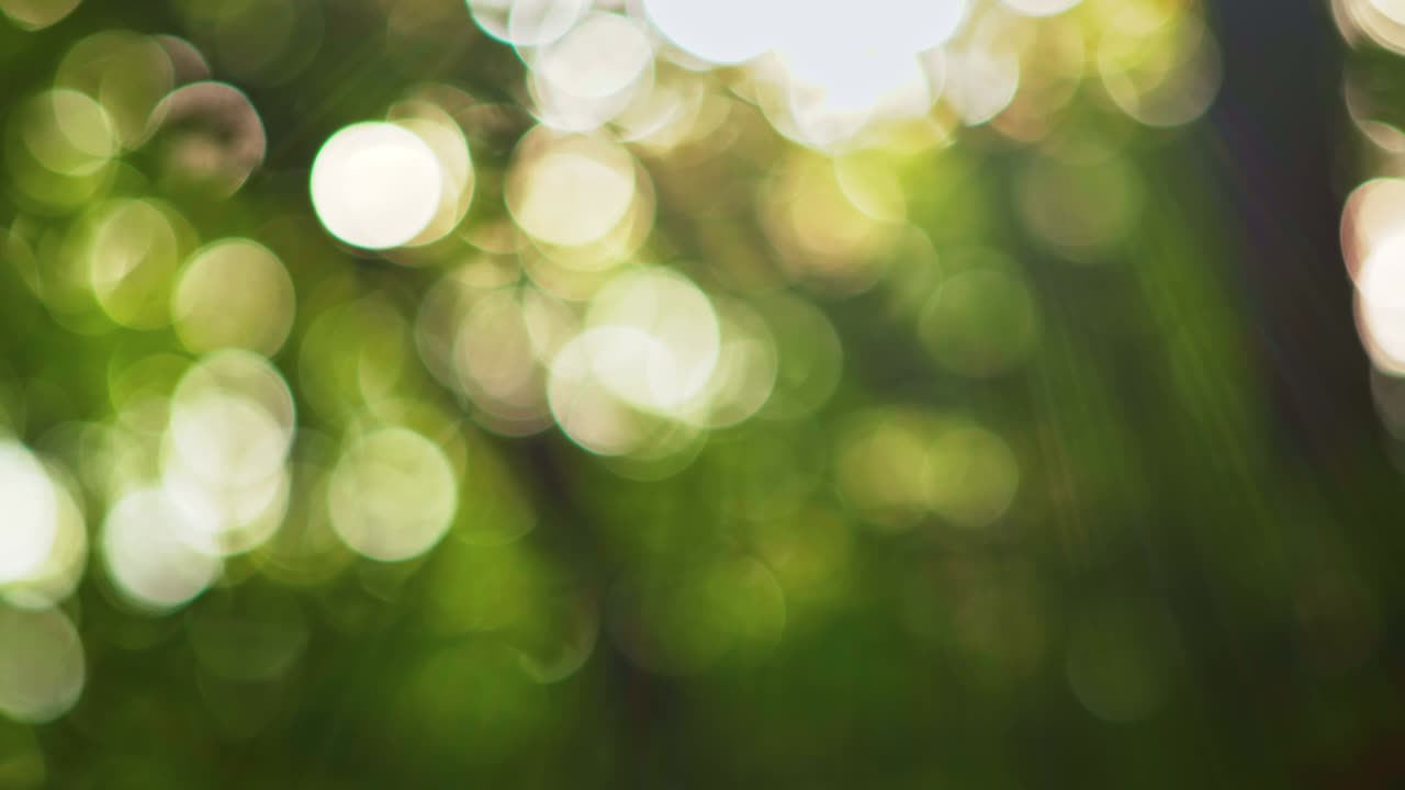 fondo bokeh redondeado verde natural. día de verano en el bosque. hojas verdes y rayos de sol. 4k