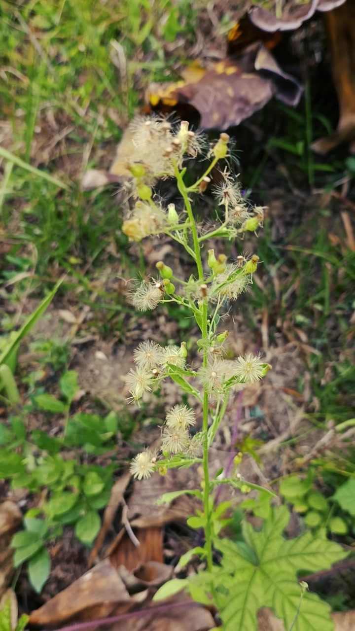 Fiore selvatico con capolini soffici che cresce in un giardino