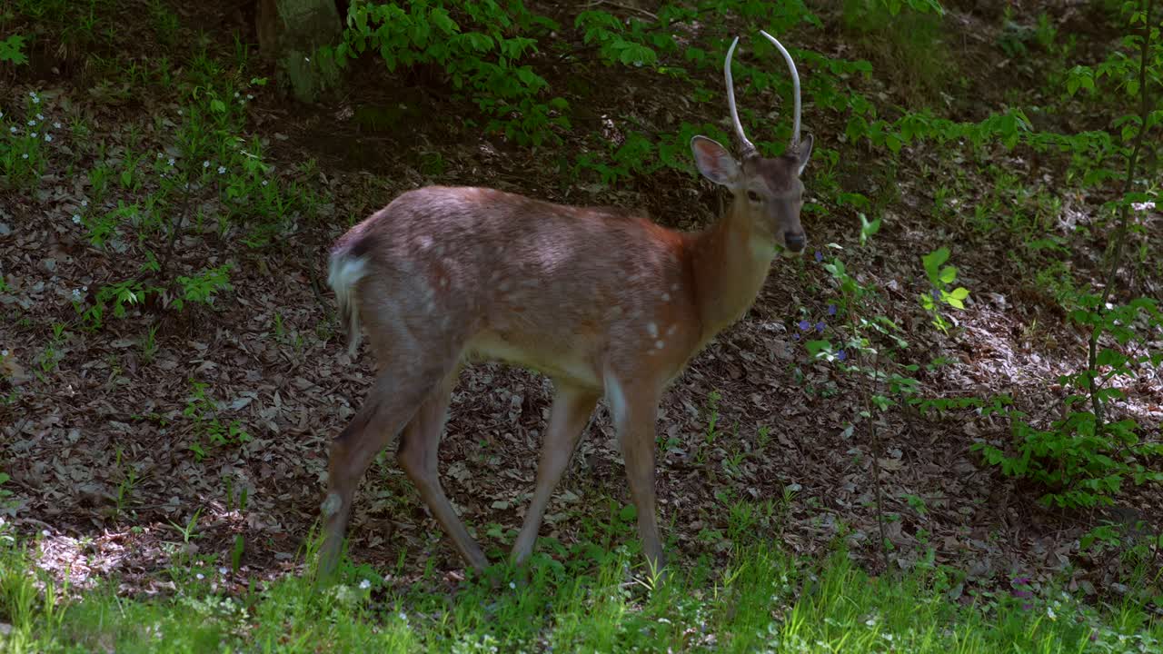 Cervi in una foresta
