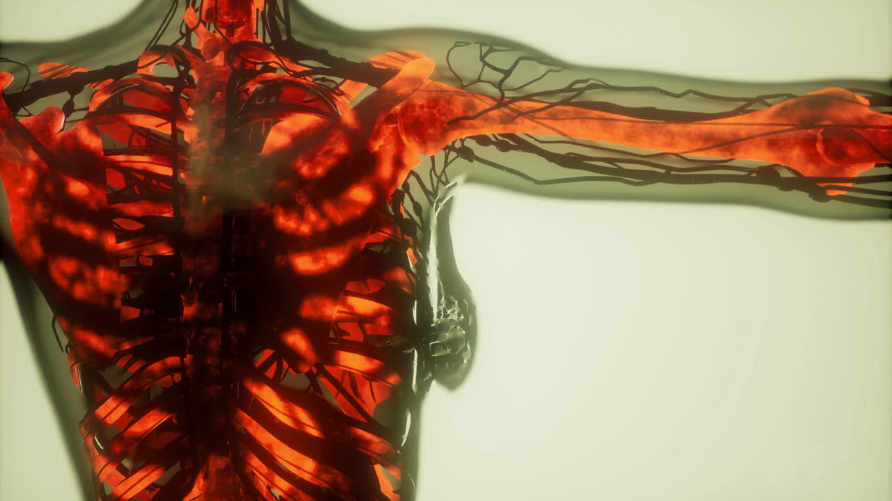 인간 뼈와 순환계를 3D로 탐험해보세요