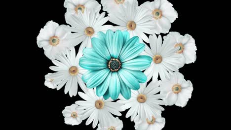 animación de un ramo de flores realista con margaritas blancas moviéndose con una gran flor azul en el centro. fondo negro