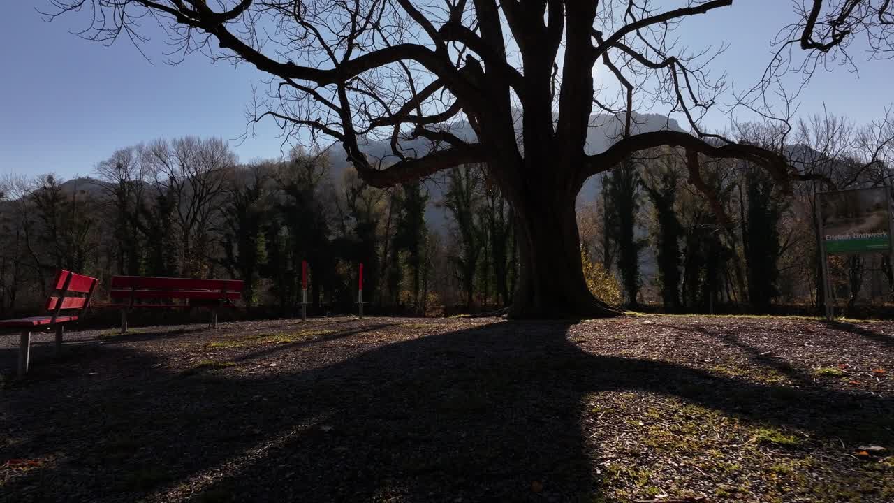 배경 에 큰 나무 와 강 이 있는 공원 장면