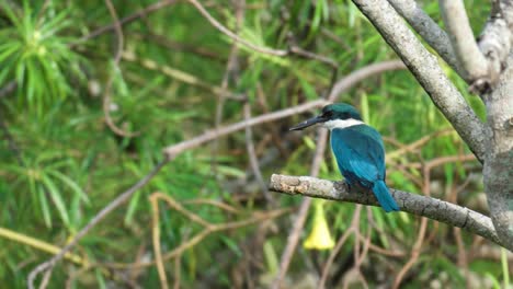 collared kingfisher perched on tropical tree branch - back view -close-up