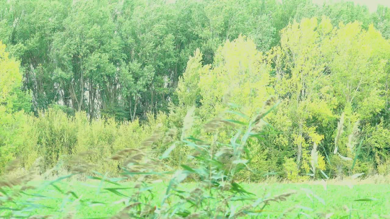 Symphony of greenery blowing in the wind,all shades.