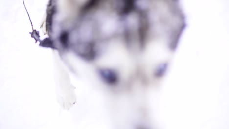 la mano de la persona está acariciando el husky siberiano en la nieve