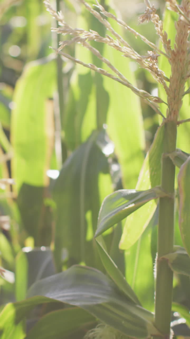 video de una granja ecológica con maíz y verduras en un día soleado