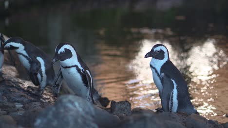 Pingüinos-Salvajes-Nadando-En-Un-Estanque