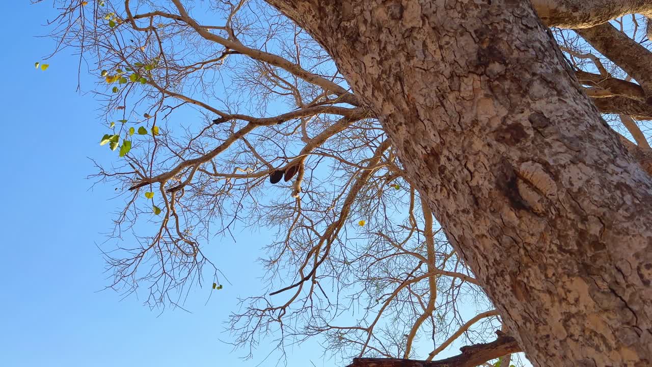 Wide angle shot of Big beehives hanging from tree branches
