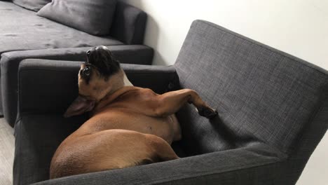 french bulldog spins on the armchair and pushes the person out of place, strange movements of the dog on the armchair in the moment of relaxation, lazy dog on the armchair