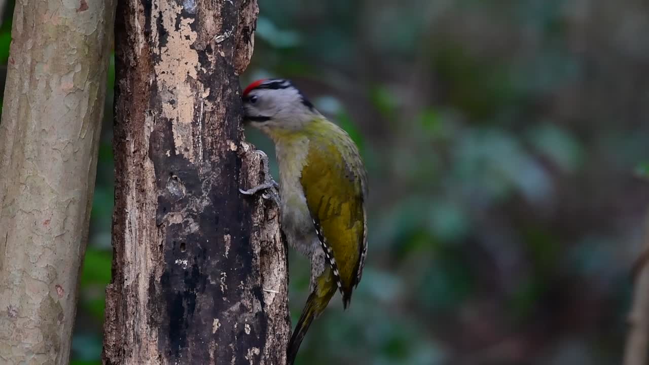 el pájaro carpintero de cabeza gris también se llama pájaro carpintero de cara gris se encuentra en muchos parques nacionales en tailandia y es muy particular en la elección de su hábitat para que prospere