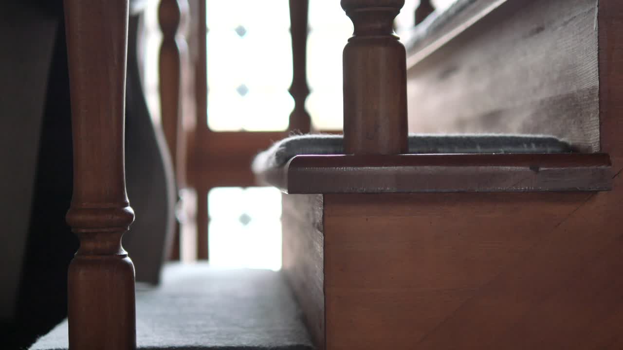 Pet Cat Walking Down Wooden Stairs with Carpet Runner